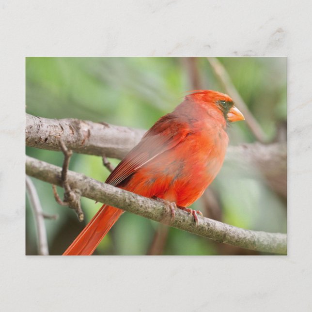 Curious Cardinal Postcard (Front)