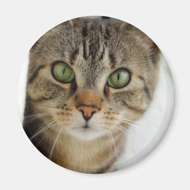 curious cat magnet (Front)