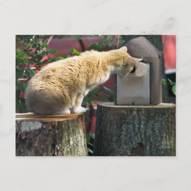 Curious Cat, postcard (Front)