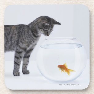 Curious cat watching goldfish in fishbowl coaster
