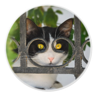 Curious Cat with Spectacles Frame Funny Decorative Ceramic Knob