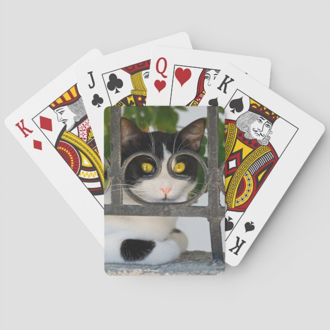 Curious Cat with Spectacles Frame Funny Photo Playing Cards (Back)