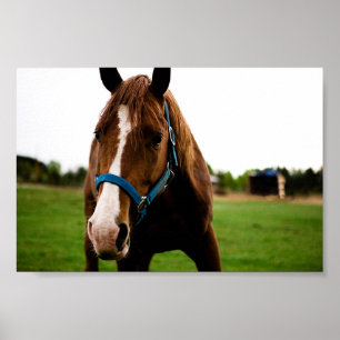 Curious Chestnut Poster