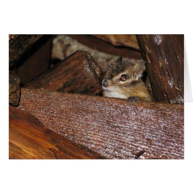 Curious Chipmunk   Greeting Card (Front Horizontal)