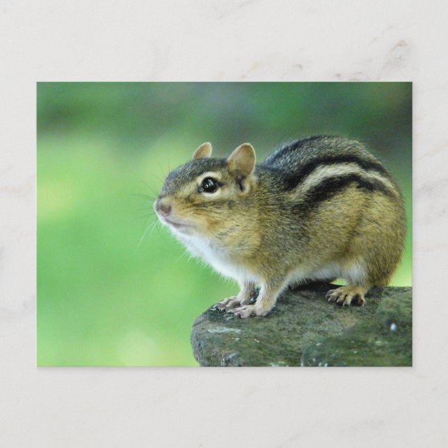 Curious Chipmunk  Postcard (Front)
