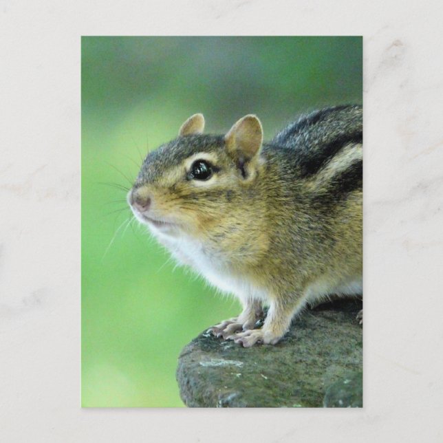 Curious Chipmunk  Postcard (Front)