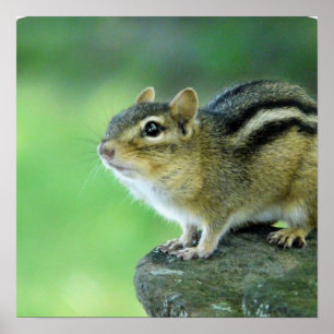 Curious Chipmunk  Poster