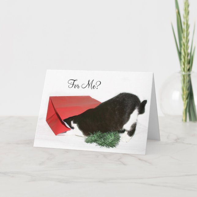 Curious Christmas cat Holiday Card (Front)