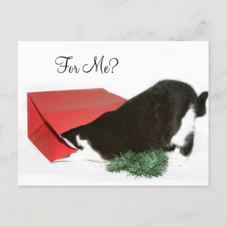 Curious Christmas cat Holiday Postcard
