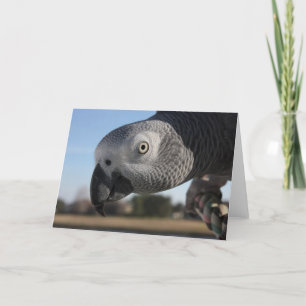 Curious Congo African Grey Parrot Card