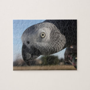 Curious Congo African Grey Parrot Jigsaw Puzzle