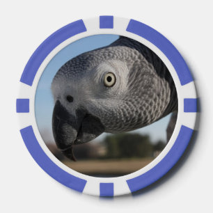 Curious Congo African Grey Parrot Poker Chips
