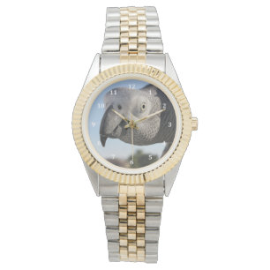 Curious Congo African Grey Parrot Watch