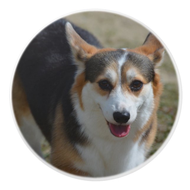 Curious Corgi Ceramic Knob (Front)