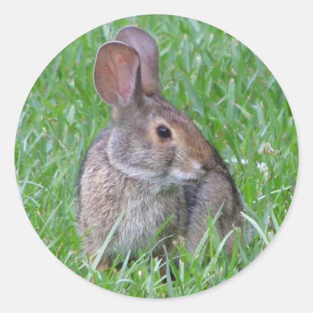 Curious Cottontail Sticker (Front)