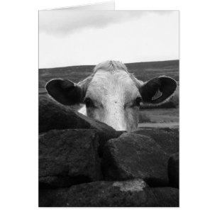 Curious cow card