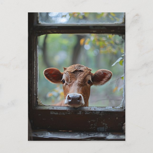 Curious Cow Looking Through a Window Postcard (Front)