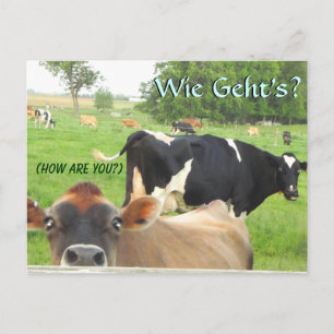 Curious Cow! Pa Dutch! Lititz/Lancaster Postcard