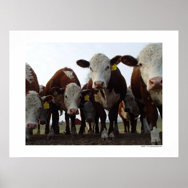 Curious Cows 1 Poster (Front)