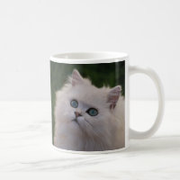 Curious cute white kitten