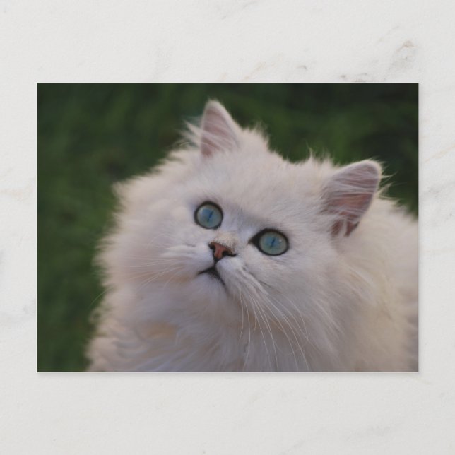 Curious cute white kitten postcard (Front)