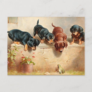 Curious Dachshund Puppies and a Frog Postcard