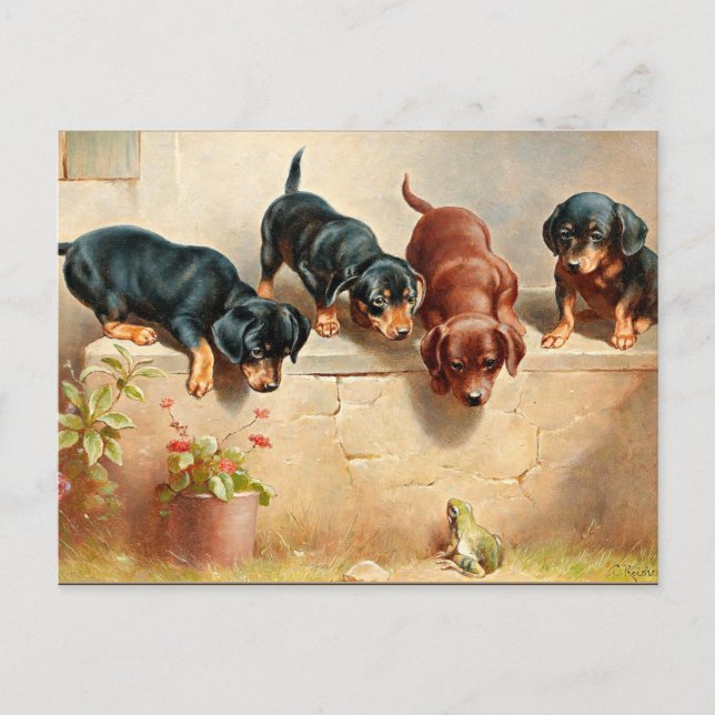 Curious Dachshund Puppies and a Frog Postcard (Front)