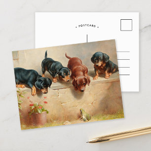 Curious Dachshund Puppies Carl Reichert Postcard