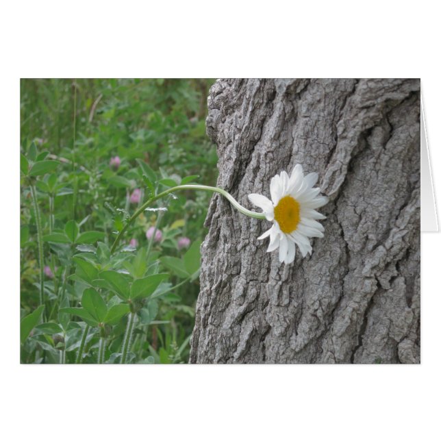 Curious Daisy (Devant horizontal)