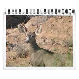Curious Deer Calendar