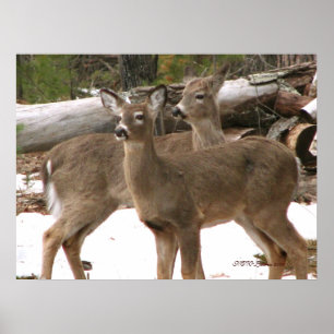 Curious Deer Poster