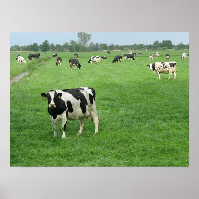 Curious Dutch Dairy Cows Poster Print Gifts (Front)
