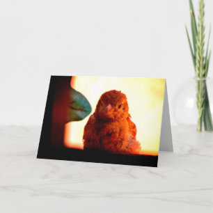 Curious Finch Card