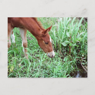 Curious Foal Postcard 2