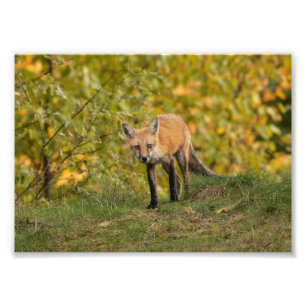 Curious Fox  Photo Print