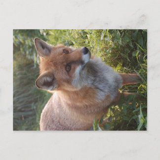 Curious Fox Postcard
