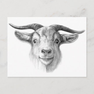 Curious goat G124 Postcard
