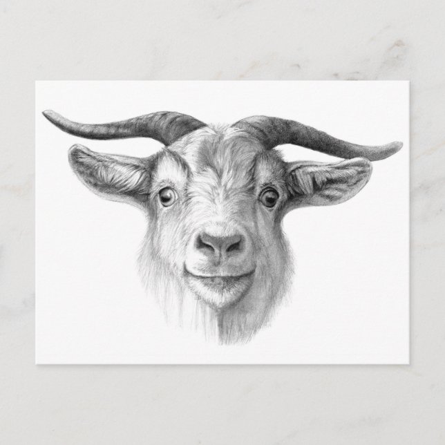 Curious goat  G124 Postcard (Front)