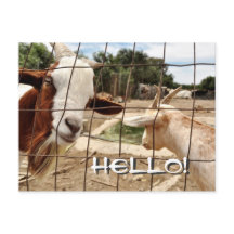 Curious goat - Postcard