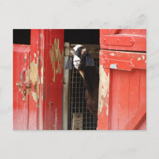 Curious Goat Postcard