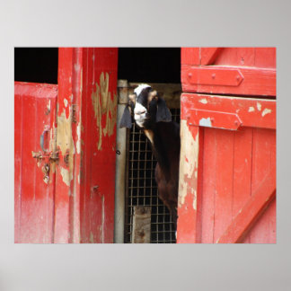 Curious Goat Poster