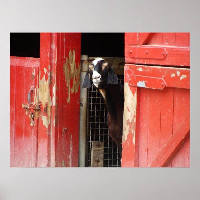 Curious Goat Poster (Front)