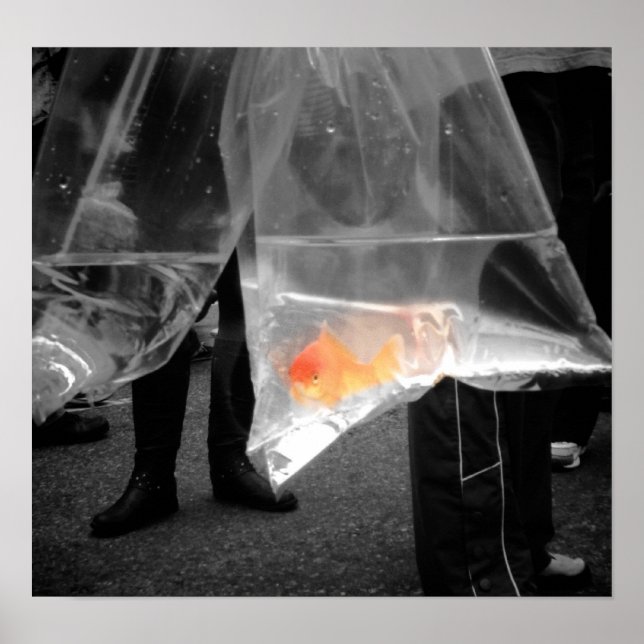 Curious Goldfish Poster / Picture (Front)