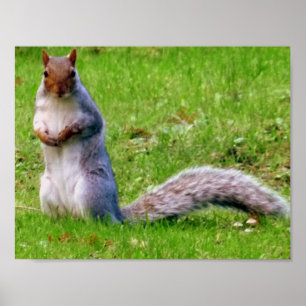 Curious Gray Squirrel Poster