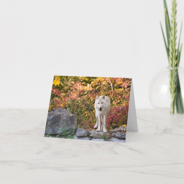 Curious Grey Wolf Holiday Card (Front)