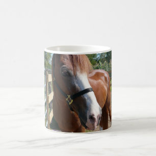 Curious Horse Coffee Mug