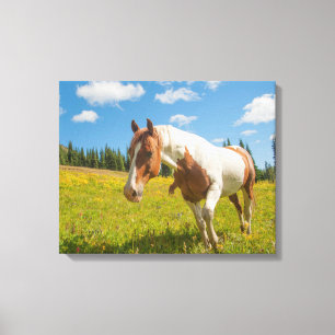 Curious Horse in an Alpine Meadow in Summer Canvas Print