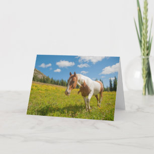 Curious Horse in an Alpine Meadow in Summer Card