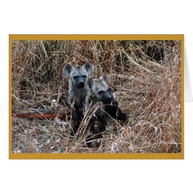 Curious hyena pups. (Front Horizontal)