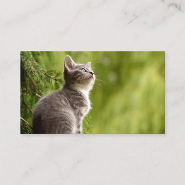 Curious Kitten Business Card (Front)